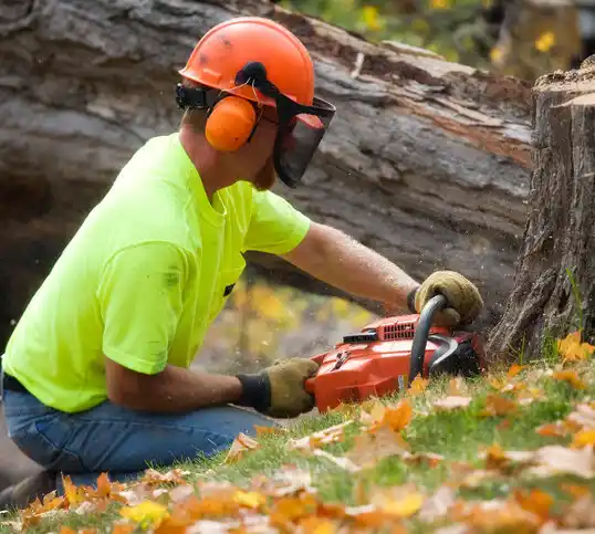 tree services Friars Point